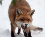 Garden Fox Watch: Fox in the snow