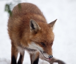 Garden Fox Watch: Fox in the snow