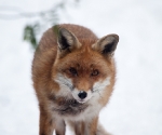 Garden Fox Watch: Fox in the snow