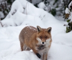 Garden Fox Watch: Fox in the snow