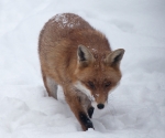 Garden Fox Watch: Fox in the snow