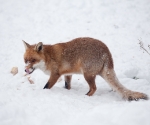 Garden Fox Watch: Fox in the snow