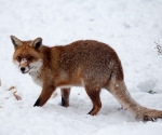 Garden Fox Watch: Fox in the snow