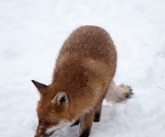 Garden Fox Watch: Fox in the snow