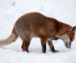 Garden Fox Watch: Fox in the snow