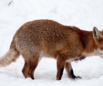 Garden Fox Watch: Fox in the snow