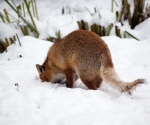 Garden Fox Watch: Fox in the snow