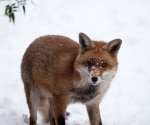 Garden Fox Watch: Fox in the snow