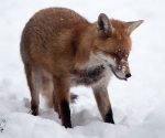 Garden Fox Watch: Fox in the snow