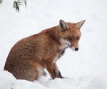 Garden Fox Watch: Fox in the snow