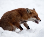 Garden Fox Watch: Fox in the snow