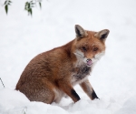 Garden Fox Watch: Fox in the snow