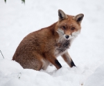 Garden Fox Watch: Fox in the snow