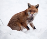 Garden Fox Watch: Fox in the snow