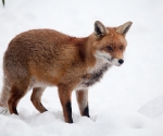 Garden Fox Watch: Fox in the snow