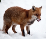 Garden Fox Watch: Fox in the snow