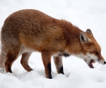 Garden Fox Watch: Fox in the snow