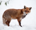 Garden Fox Watch: Fox in the snow