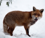 Garden Fox Watch: Fox in the snow