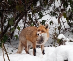 Garden Fox Watch: Fox in the snow