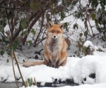 Garden Fox Watch: Fox in the snow