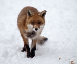 Garden Fox Watch: Fox in the snow