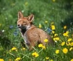 Garden Fox Watch: Mrs Fox among the flowers
