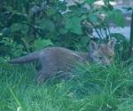 Garden Fox Watch: Welcome,  2011\'s fox cubs! 