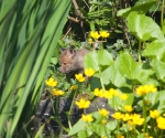 Garden Fox Watch: Hiding by the pond
