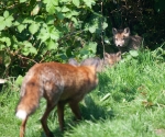 Garden Fox Watch: Come on out!