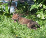 Garden Fox Watch: Roar!