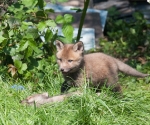 Garden Fox Watch: On top