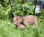 Garden Fox Watch: Do _not_ eat your sibling\'s head.