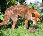 Garden Fox Watch: What _have_ I produced...