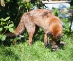 Garden Fox Watch: Spit wash