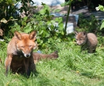 Garden Fox Watch: This wasn\'t in the manual.