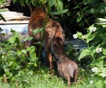 Garden Fox Watch: Following