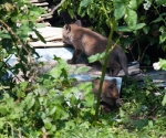 Garden Fox Watch: The scramble