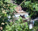 Garden Fox Watch: I have no idea what he\'s licking.