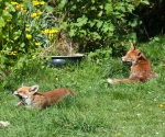 Garden Fox Watch: It\'s tiring being parents...