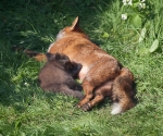 Garden Fox Watch: Nom nom nom