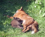 Garden Fox Watch: I bet those little claws are very sharp