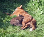 Garden Fox Watch: -- the teeth are probably sharp too...