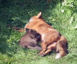 Garden Fox Watch: Suckling