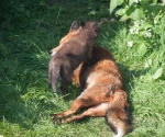 Garden Fox Watch: Mum, the climbing frame