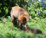 Garden Fox Watch - Spit wash