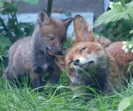 Garden Fox Watch - Chew toy