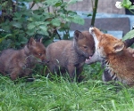 Garden Fox Watch - Chew my ear, I EAT YOUR HEAD