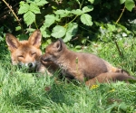 Garden Fox Watch - Noses