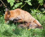Garden Fox Watch - The feed